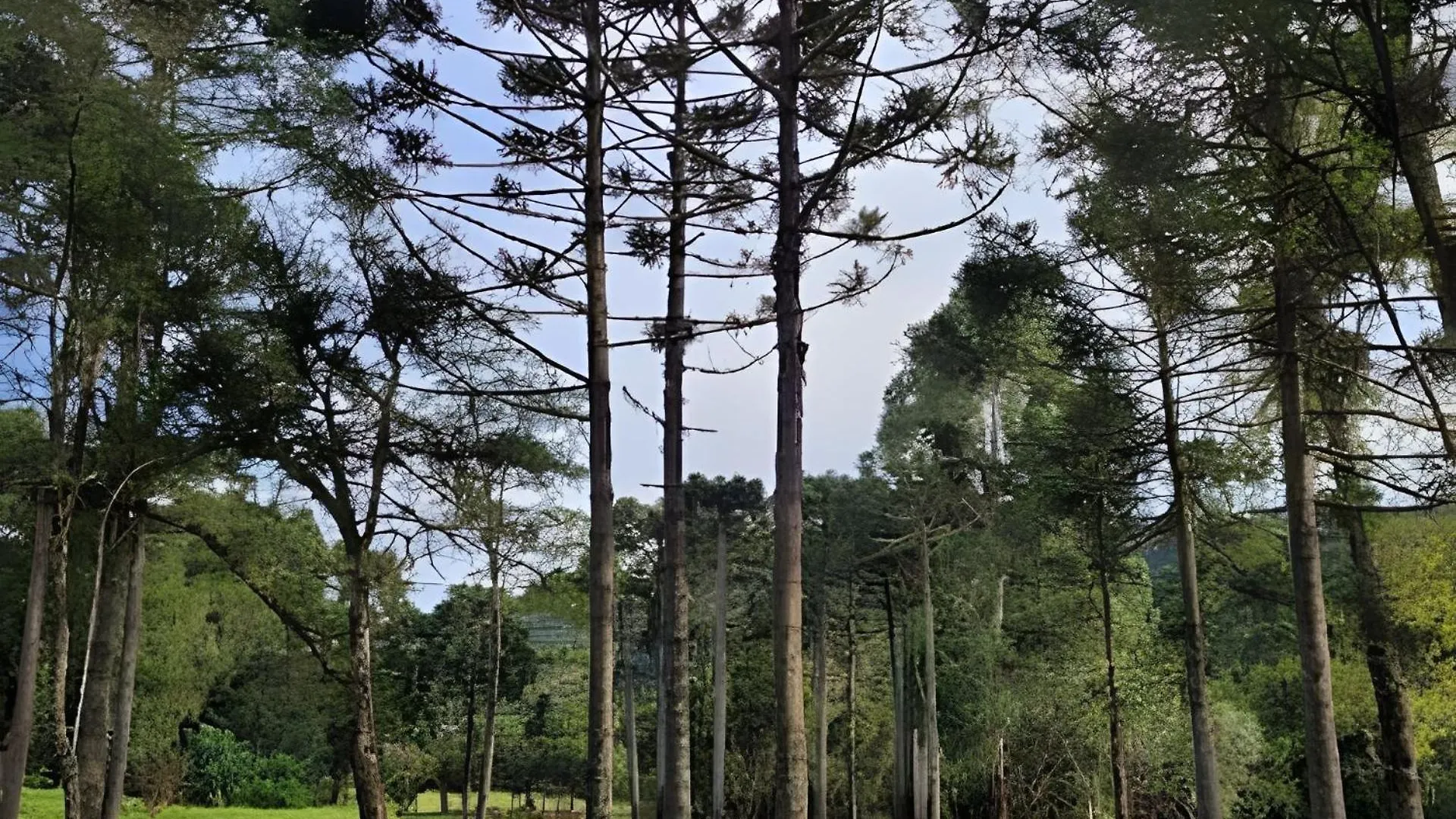 Cabana Pequeno Bosque Com Deck E Vista P/ O Rio São Joaquim